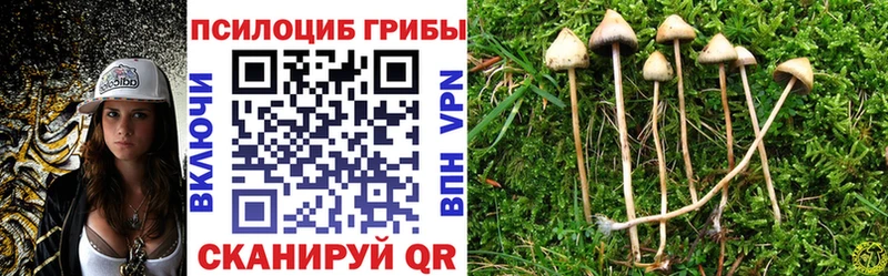 закладка  Туапсе  Псилоцибиновые грибы Cubensis 